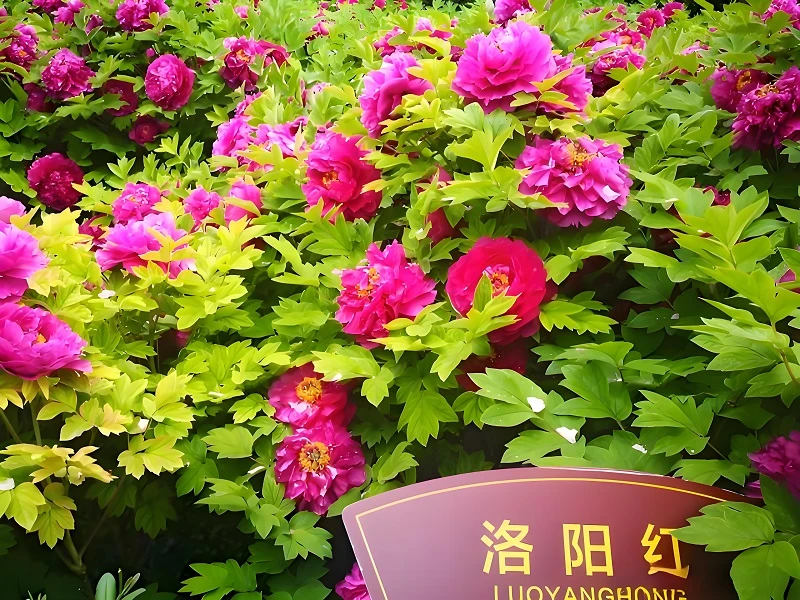 【洛阳红】正宗洛阳重瓣牡丹花苗北方耐寒盆栽地栽室内庭院花卉树苗