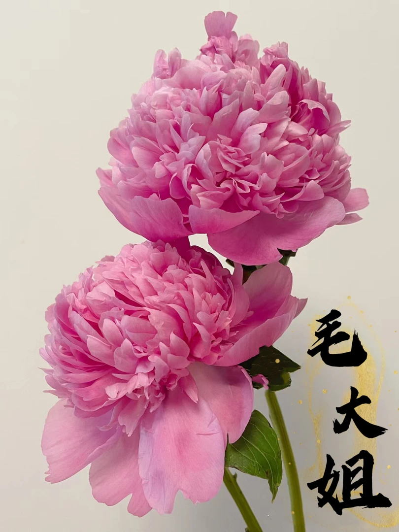 《兰富士》重瓣芍药阳台原盆原土盆栽耐寒观赏木本春季开花