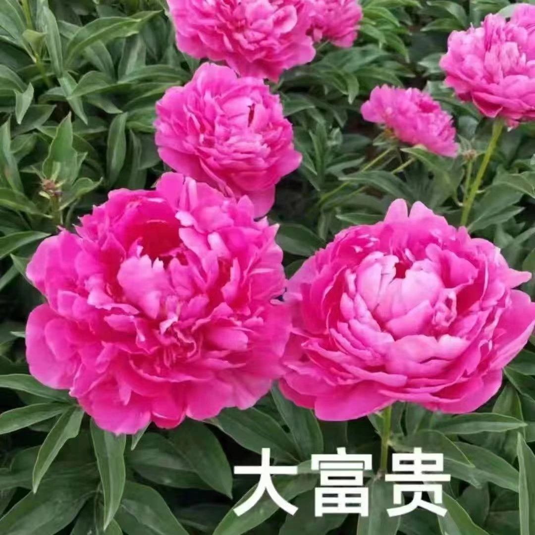 《大富贵》重瓣芍药阳台原盆原土盆栽耐寒观赏木本春季开花