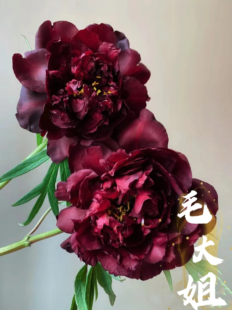 《黑豹》盆栽大花重瓣牡丹阳台地栽盆栽耐寒观赏木本趣味春季开花
