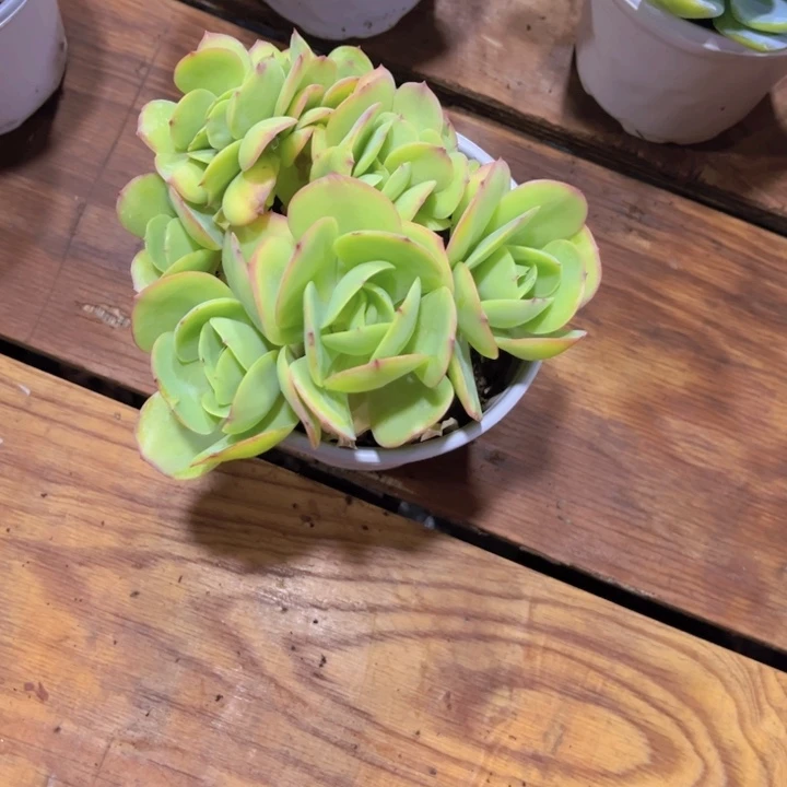 鸡蛋碧桃正版缀化
