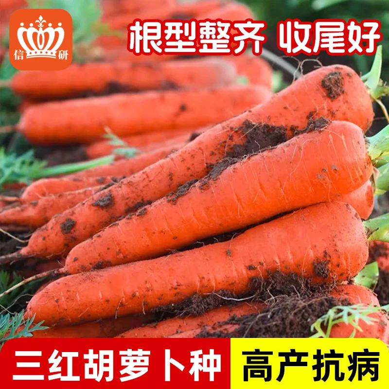 信研 红萝卜种籽大全四季水果蔬菜种孑