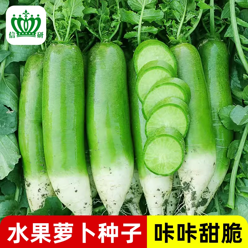 信研 萝卜种籽四季蔬菜