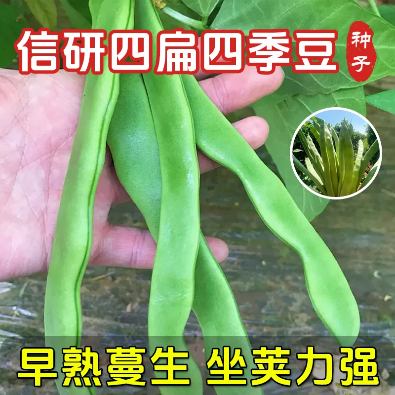 信研 信研四季豆种子扁豆绿龙