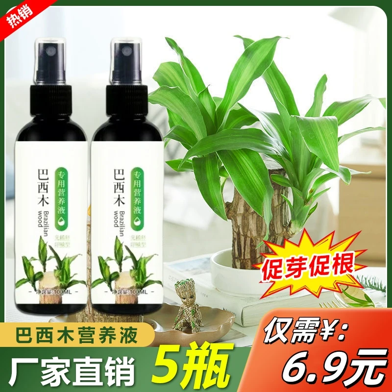 巴西木专用营养液绿叶促芽促根