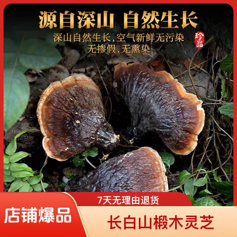 天然黑灵芝干货长白山椴木灵芝泡酒煲汤