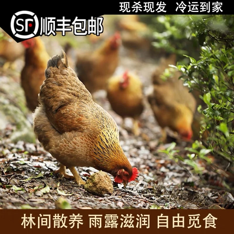 广东清远阳山鸡项180天以上 嫩滑 深山散养顺丰冷链 包冰率不含冰