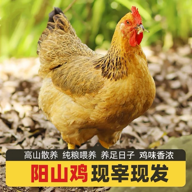 (煲汤)正宗清远阳山 农家散养300多天滋补母鸡 现汤 包冰率不含冰