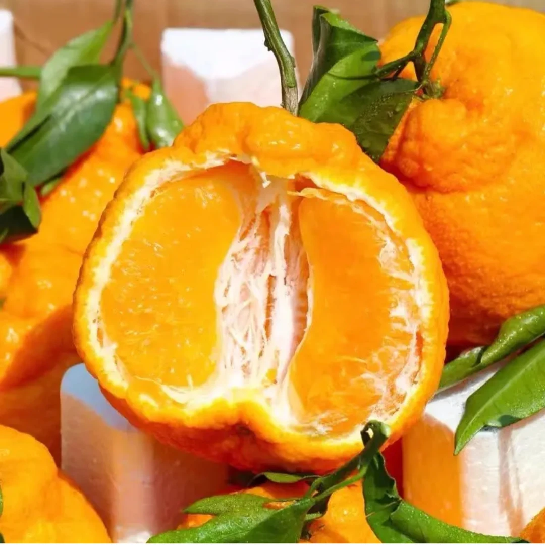 四川春见苗耙耙柑树苗丑橘苗柑桔苗嫁接不知火丑八怪柑橘桔子树苗