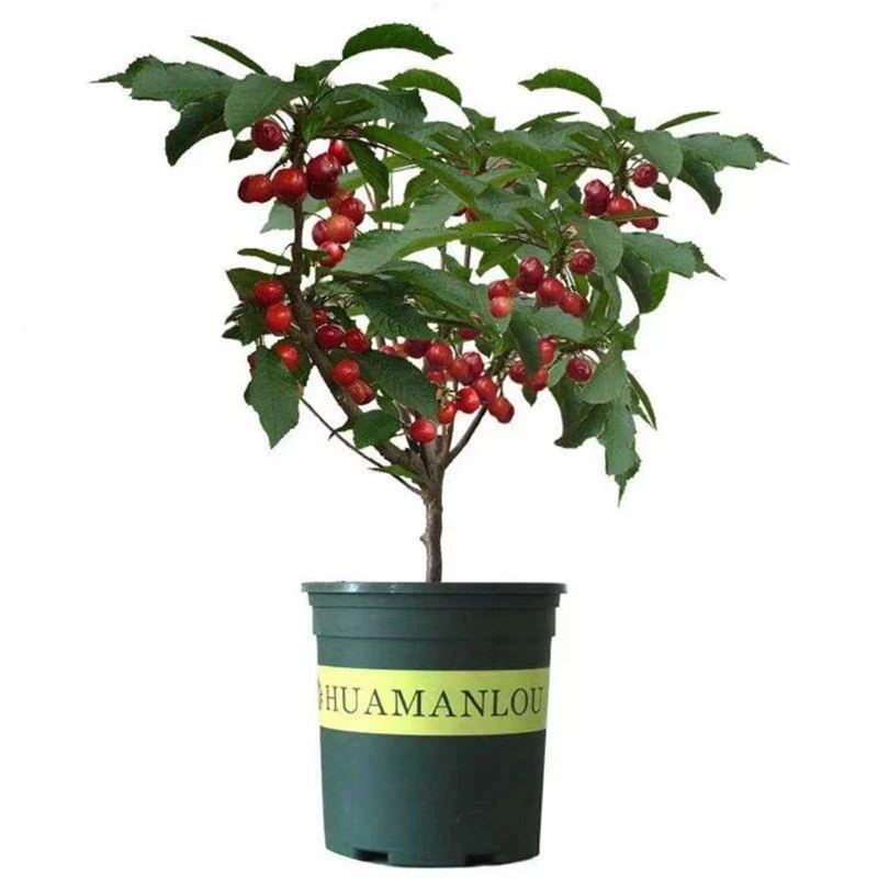 车厘子树苗大樱桃树苖盆栽矮化南方北方种植樱桃树苗带土樱桃苗树