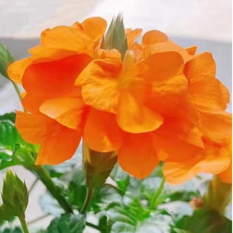 星黛宣花卉鸟尾花盆栽阳台庭院多年生开花木本植物花期长好养耐热