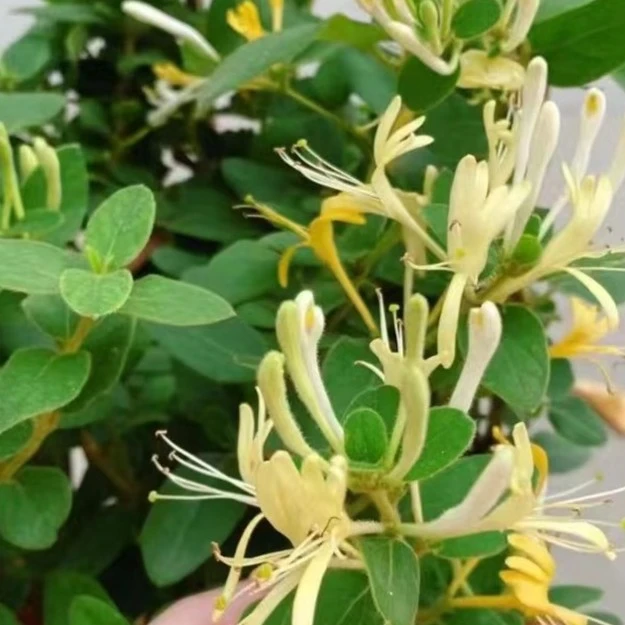 金银花盆栽阳台花园庭院耐寒耐热四季开花带香味的爬藤植物