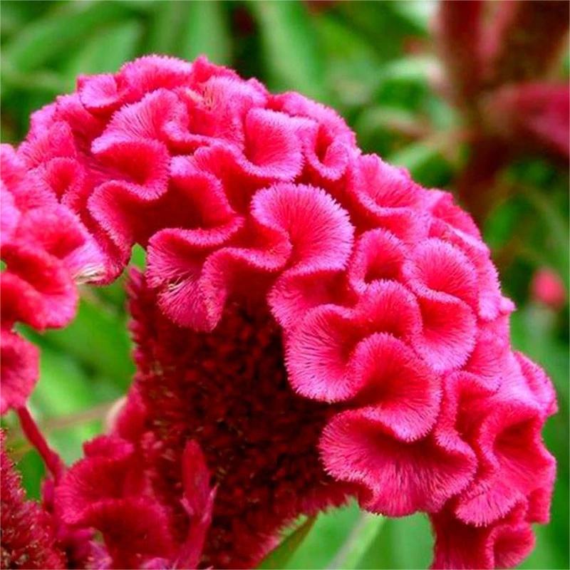 星黛宣花卉鸡冠花盆栽成品带花阳台庭院花园工程摆花喜庆耐晒耐热
