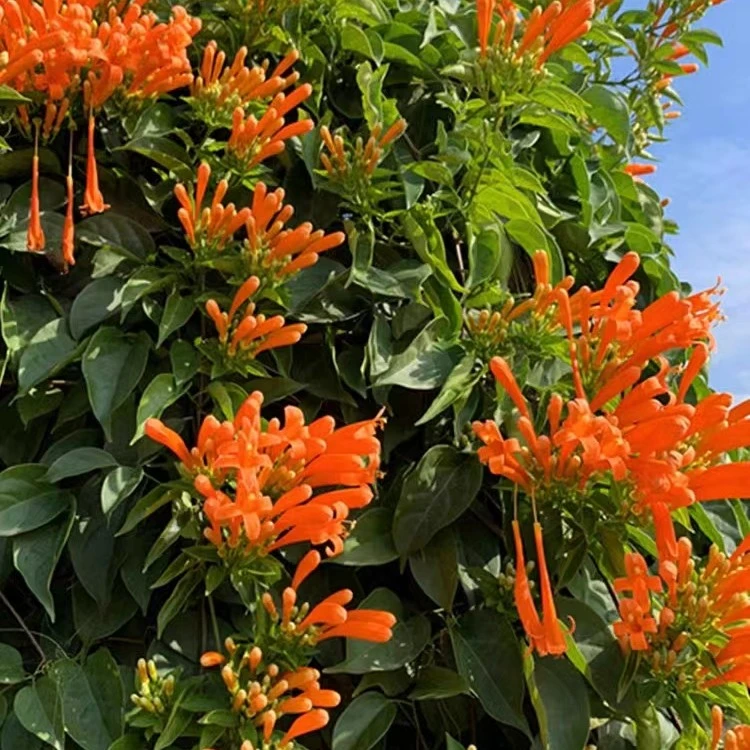 炮仗花爬藤盆栽 阳台庭院好养花卉绿植