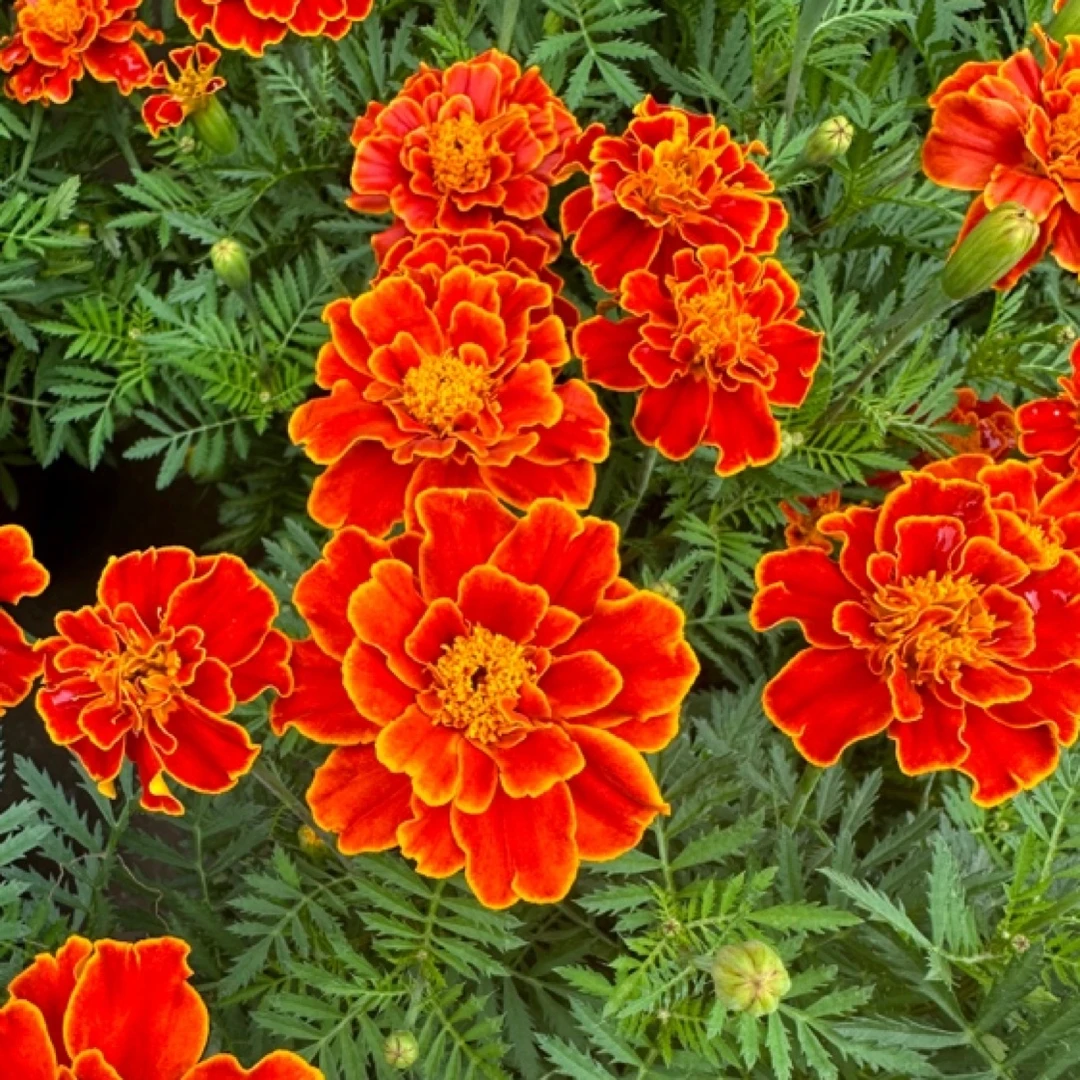 菊花 万寿菊盆栽喜阳耐热阳台花园好养花卉