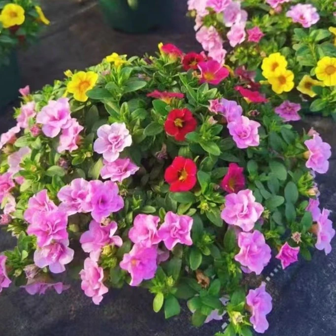 星黛宣花卉 百万小玲舞春花盆栽带花苞发货阳台庭院四季开花植物