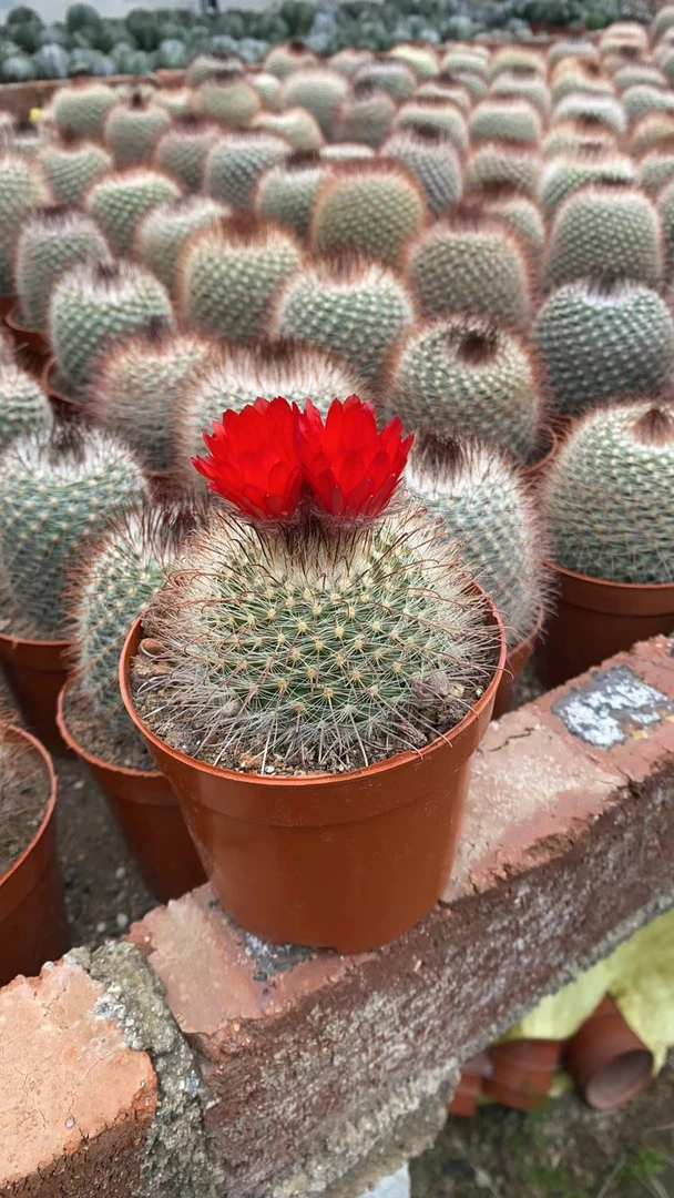 实生绯秀玉仙人球实生室内盆栽稀有品种花卉桌面创意盆景开花