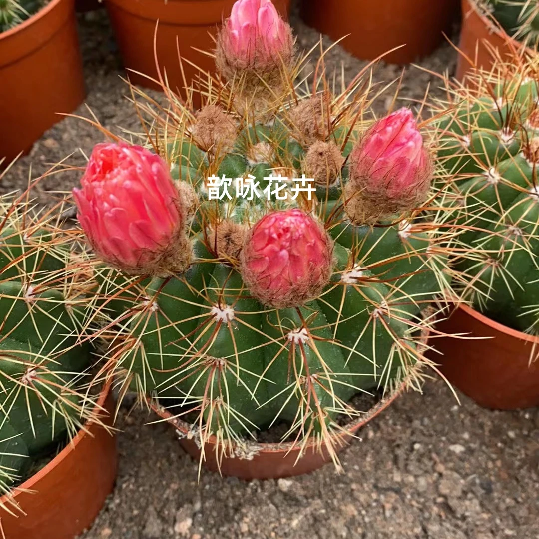 实生红花青王丸仙人球防辐射阳台含盆带土栽好包邮