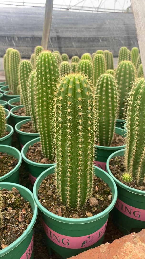 超大飞碟毛花柱仙人柱大花易养绿植室内阳台吸甲醛包邮