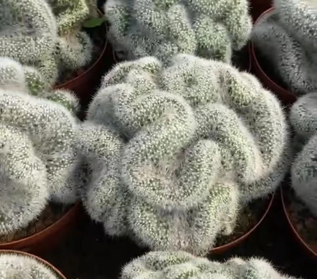 芳香丸缀化仙人球属趣味仙人掌植物多肉花卉防辐射包邮