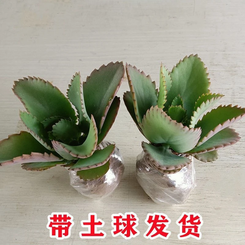 不死鸟落地生根宽叶不死鸟盆栽绿植蕾丝公主不死鸟多肉阳台室内
