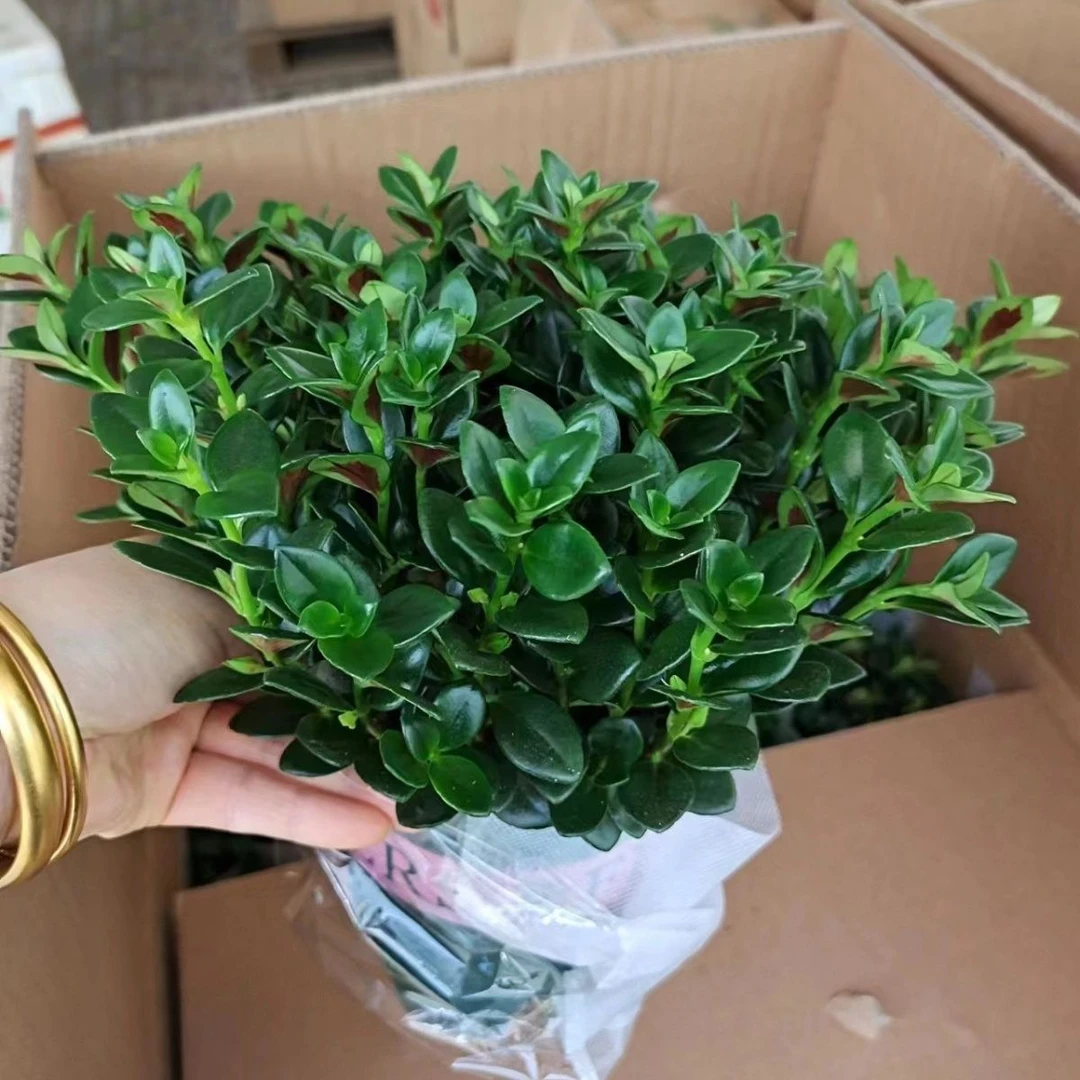 金鱼花吊兰耐寒耐热植物办公室内客厅花卉吸甲醛好养易活绿植盆栽