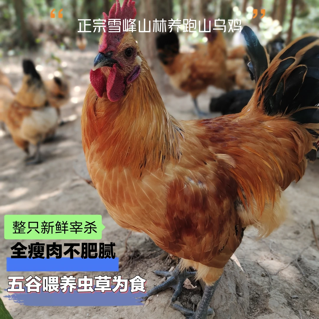 雪峰山正宗散养土公鸡乌骨鸡高山林间五谷虫草鸡现杀新鲜土鸡