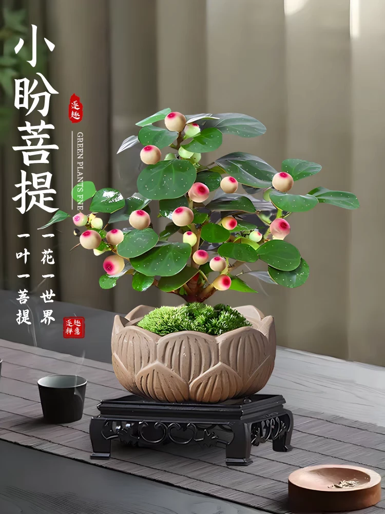 小盼菩提树盆栽带果植物禅意摆件室内花办公室绿植盆景客厅好养活