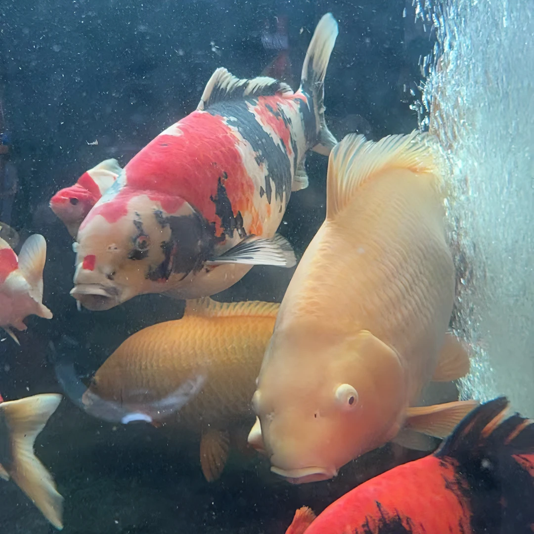 纯正血统锦鲤鱼红白 介子丹顶昭和大正肥写观赏鱼