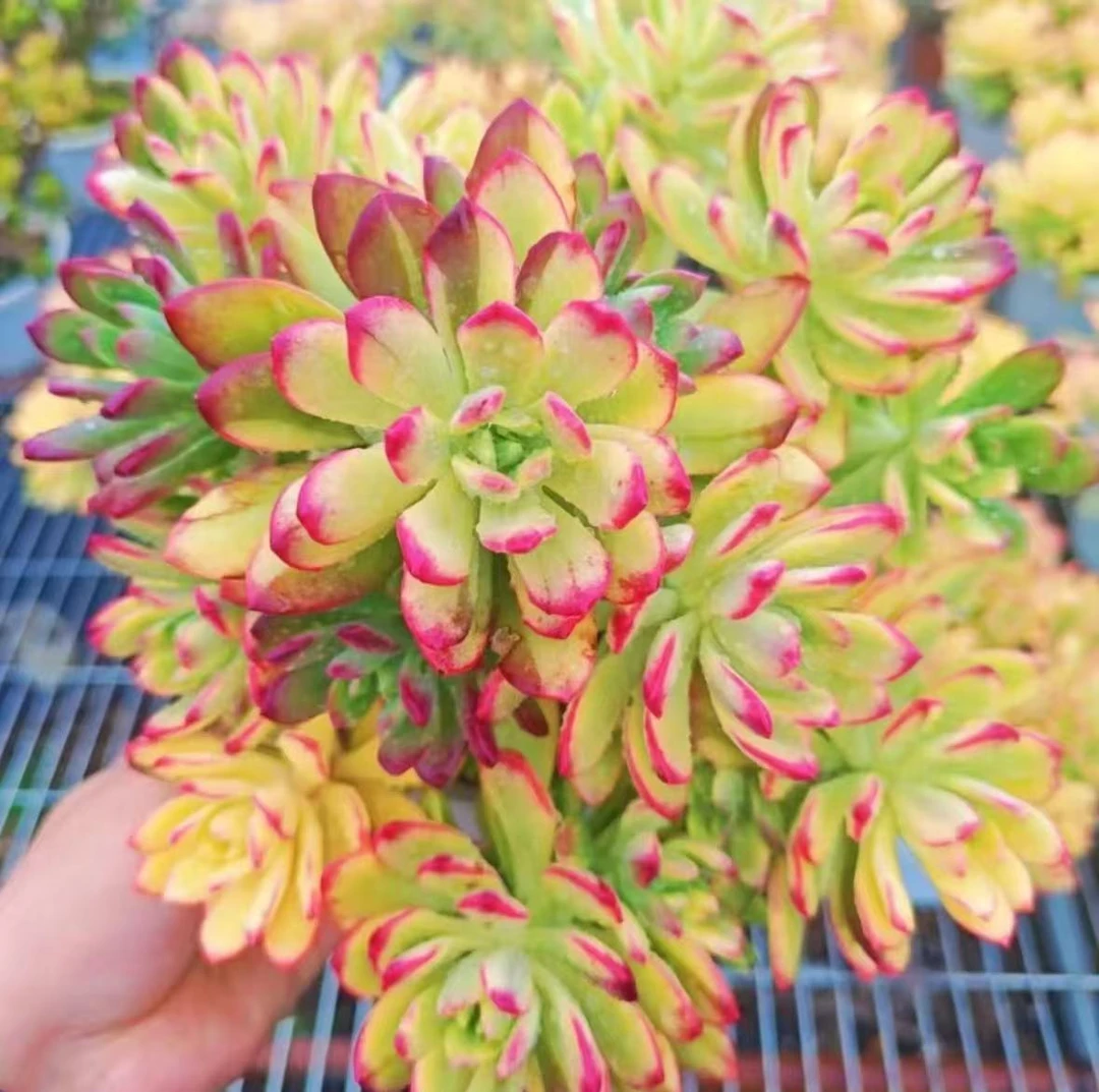 X 七彩云南 多肉植物 耐旱 好养庭院阳台盆栽