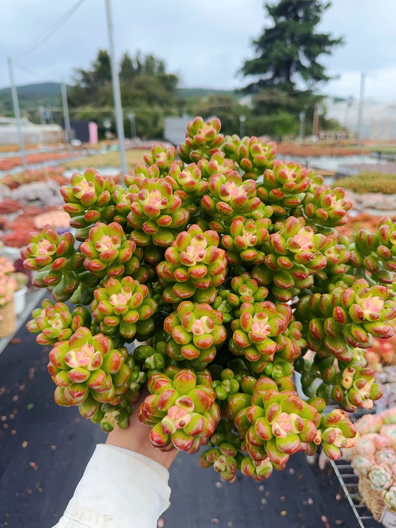 X 彩虹香豆 多肉植物 耐旱 好养庭院阳台盆栽