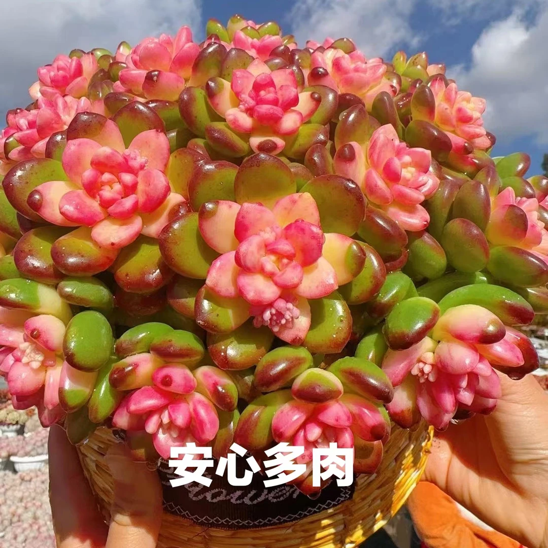 XX彩虹香豆(20-22公分)+编织篮 多肉植物 耐旱 好养庭院阳台盆栽