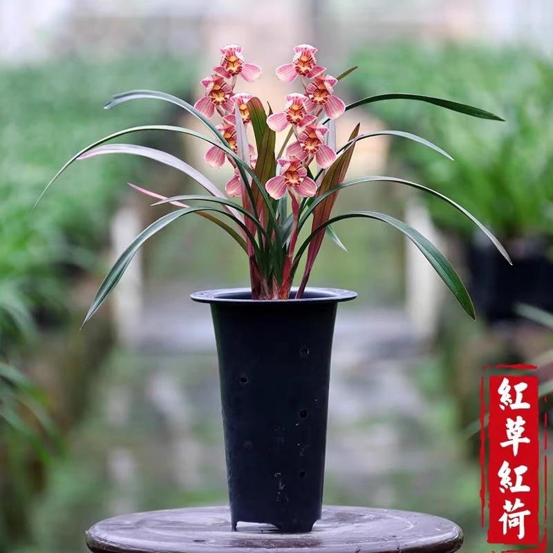 建兰（红草红荷）原盆原土发货