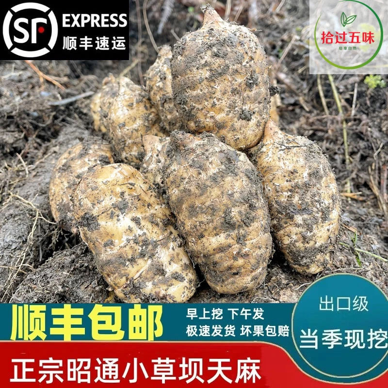 云南昭通天麻产地直销下午原生态天麻优质乌天麻仿野生天麻新鲜