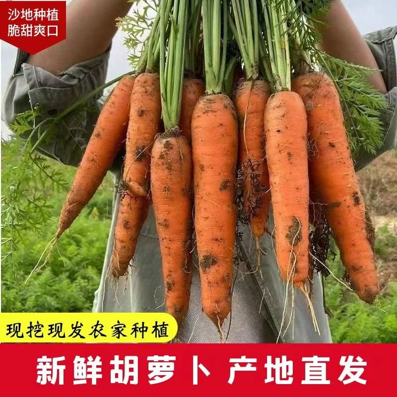 新鲜胡萝卜沙地种植带泥现挖水果蔬菜生吃即食营养水分充足