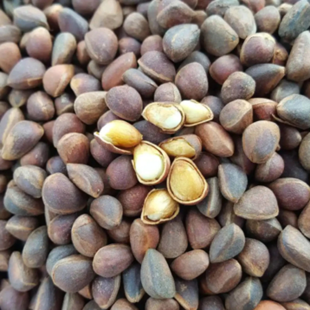 云南本地落水松子