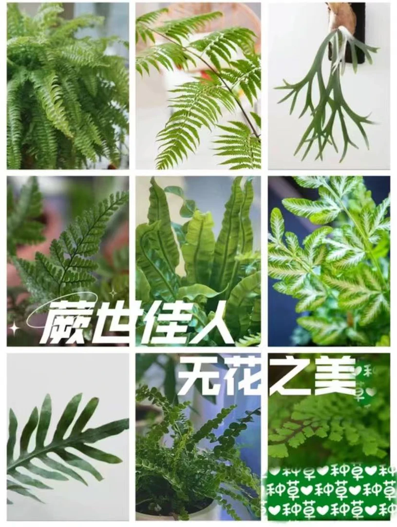 蕨类绿植一物一拍专属链接