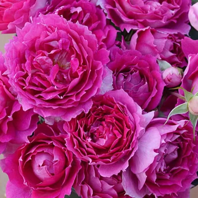 【天方夜谭】月季大花浓香多头四季开花勤花室内无刺庭院阳台盆栽