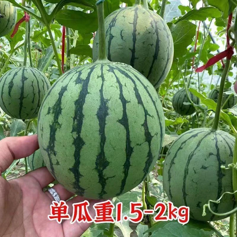 甜蜂蜜小西瓜种子少籽小西瓜种子四季种植阳台庭院盆栽水果种子
