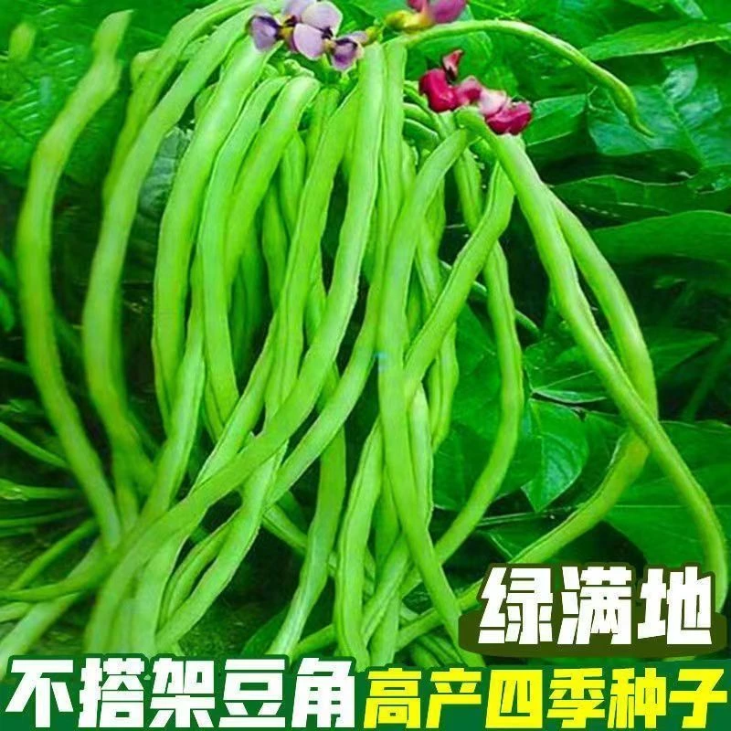 摘不败无架长豆角种子不用搭架子的长豆角蔬菜种籽四季播种长豇豆
