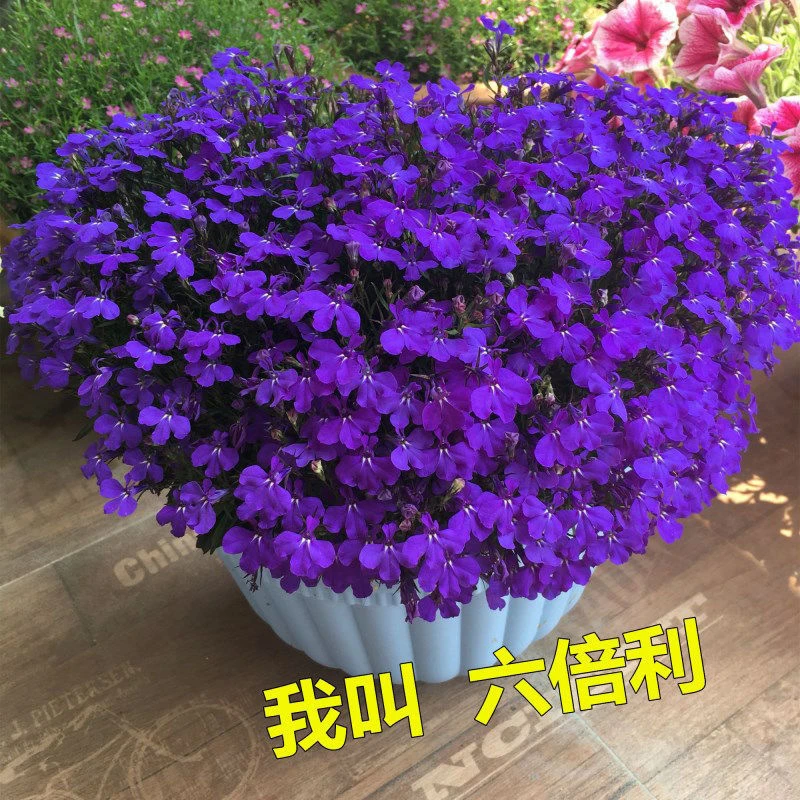 翠蝶花种子约2000粒阳台盆栽山梗菜南非花半边莲六倍利花卉种子