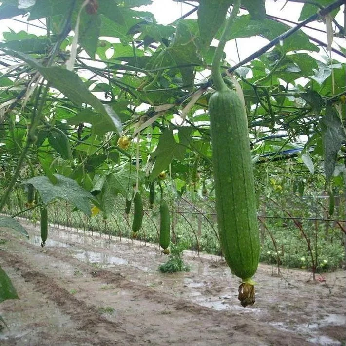 清香肉丝瓜种子早熟瓜种子四季香丝瓜当季阳台易活瓜果蔬菜籽