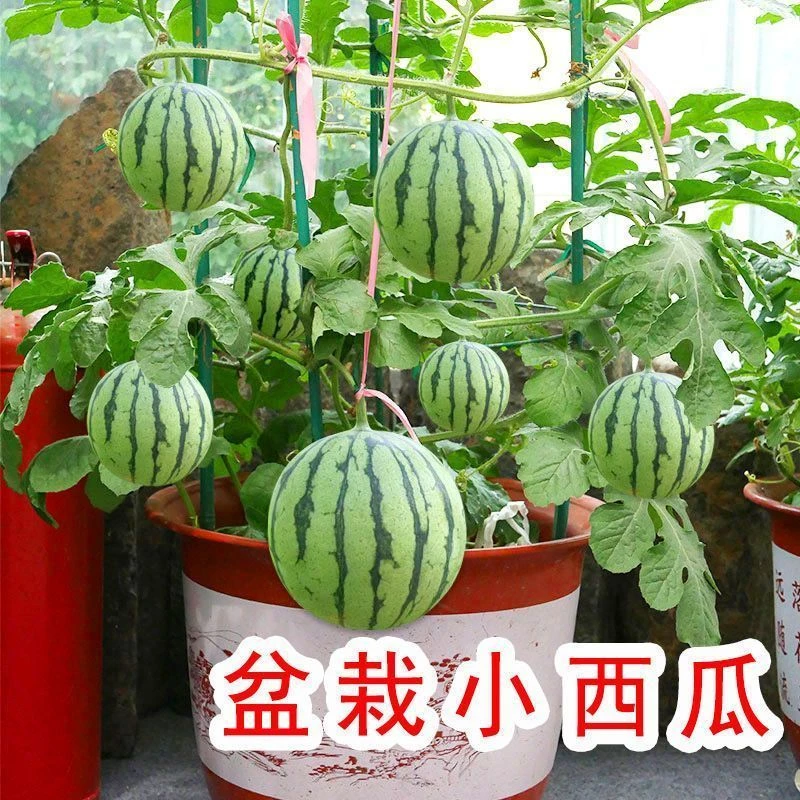 蜂蜜盆栽小西瓜种子薄皮无籽麒麟西瓜种子美都西瓜四季播水果种子