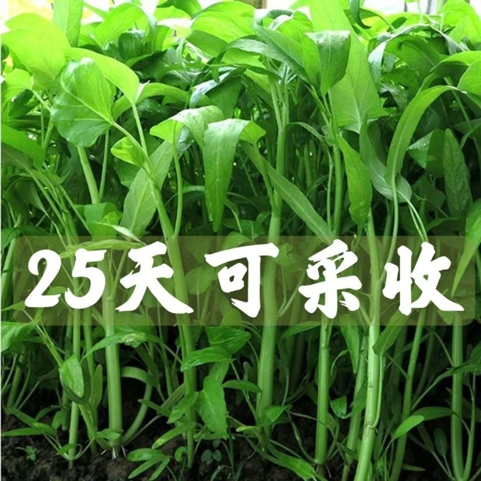 超级三叉空心菜种子大田农家庭院阳台大叶空心菜四季青菜蔬菜种子