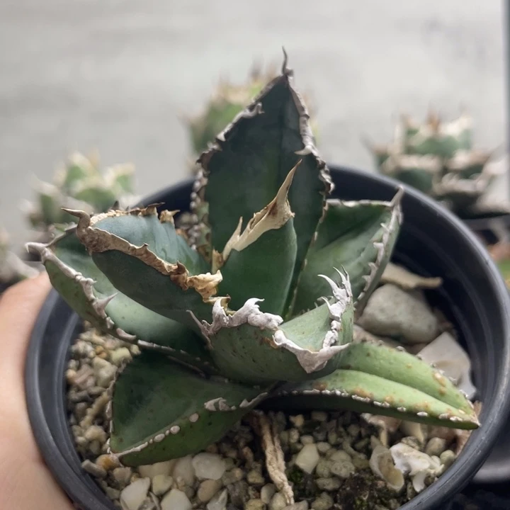 【闪购商品】狼人。