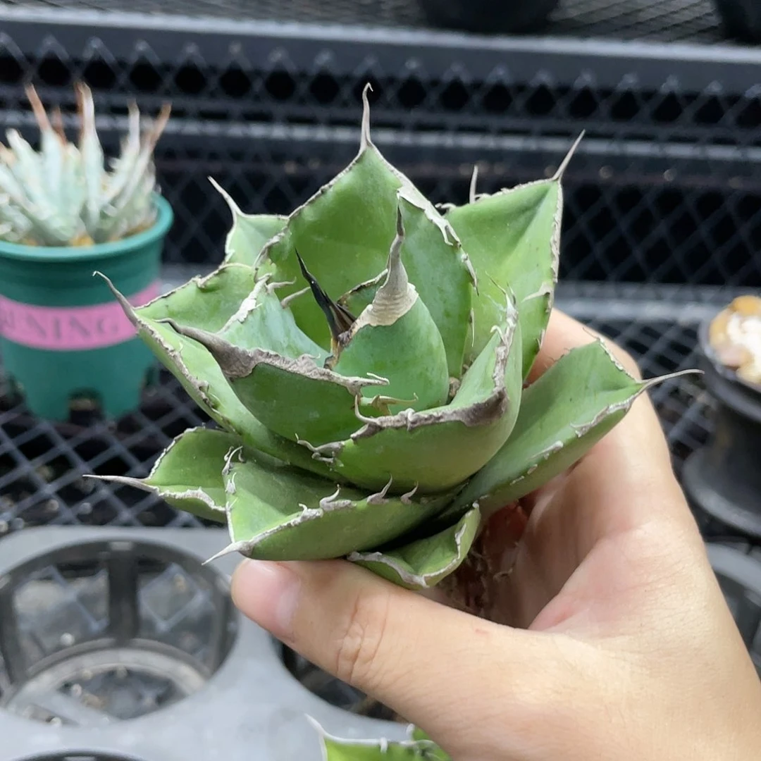 【闪购商品】黑豹。