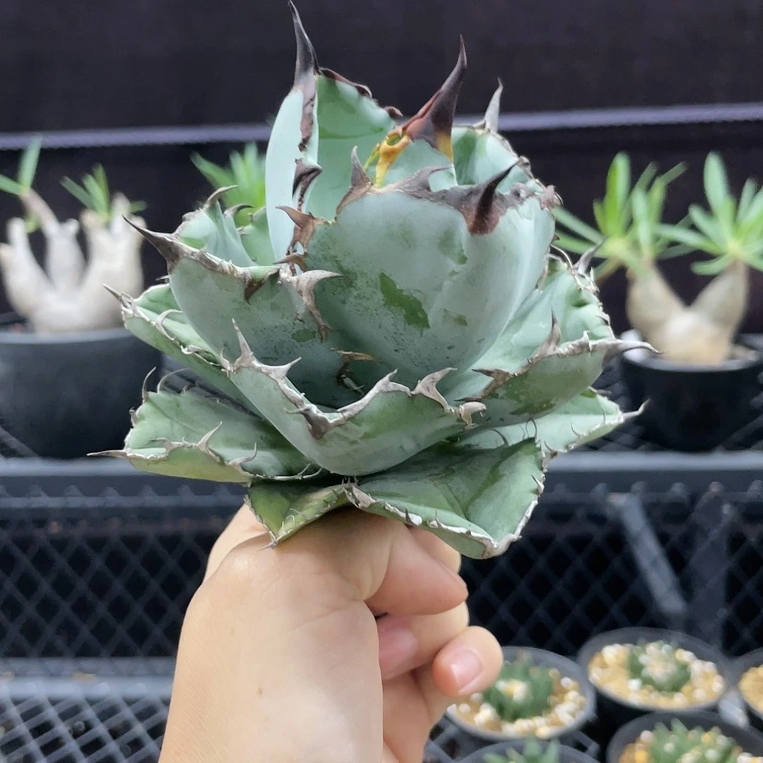 【闪购商品】藍鯨。