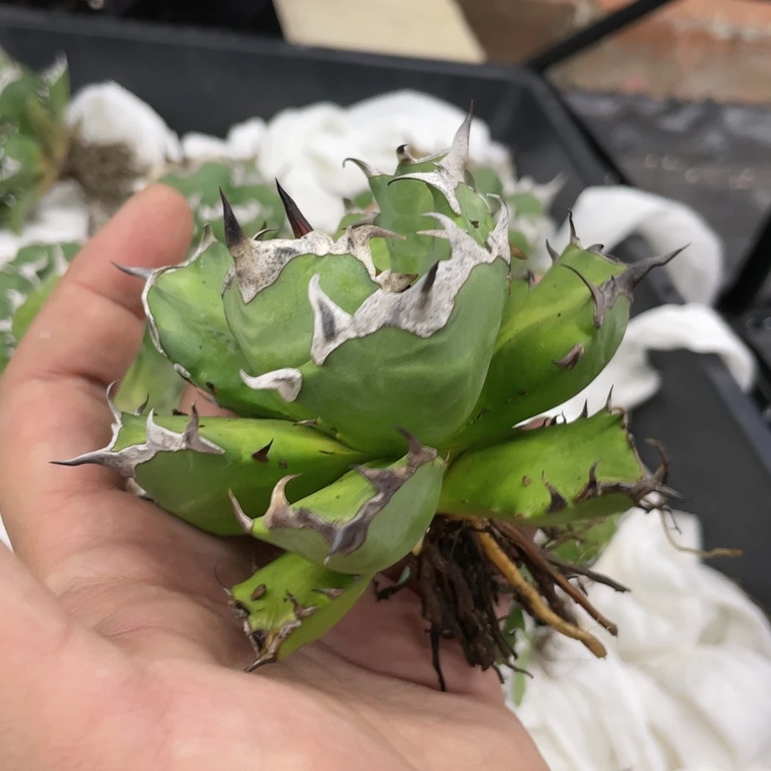 【闪购商品】雞仁。
