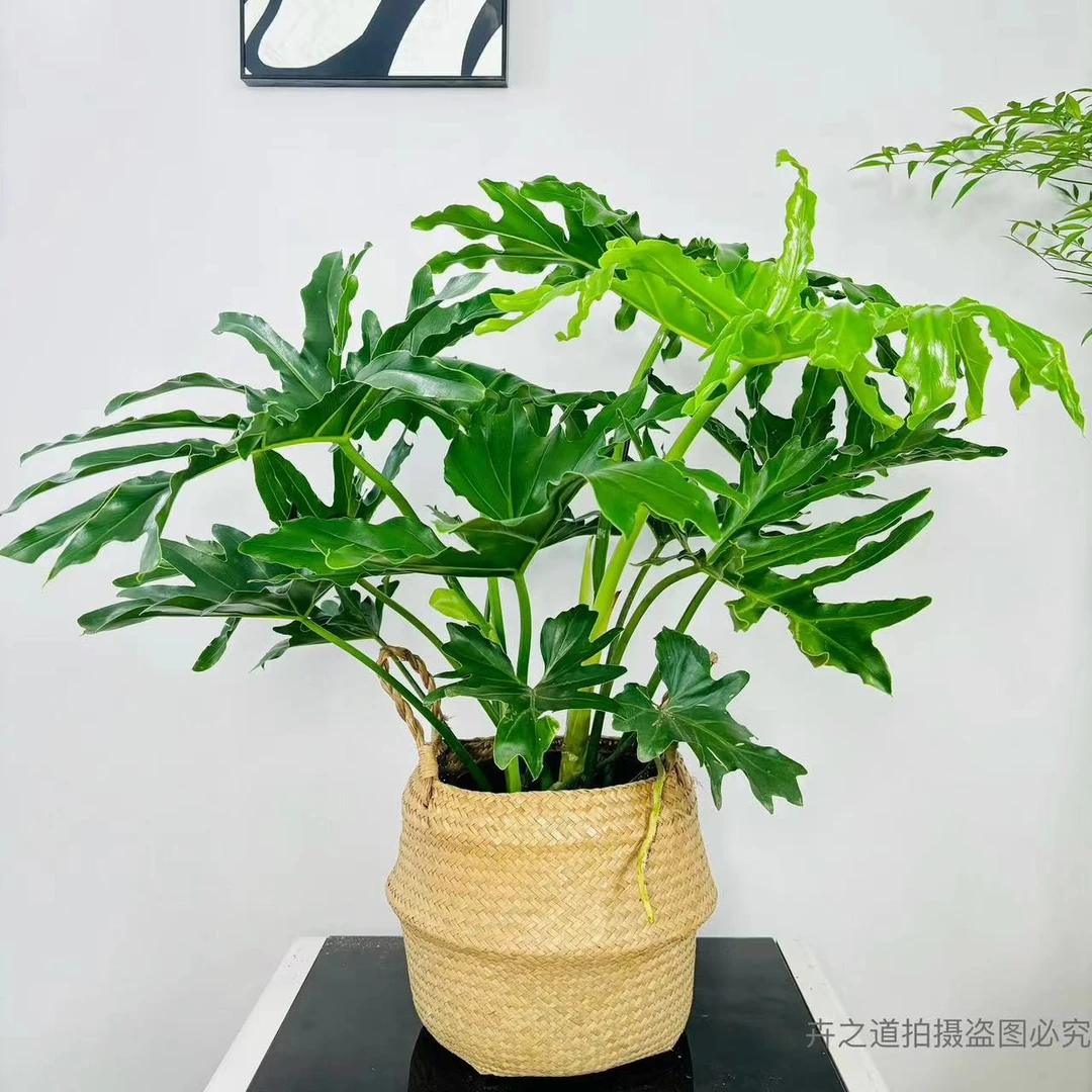 无品牌龙鳞春羽蔓绿绒室内盆栽北欧风绿植耐阴植物