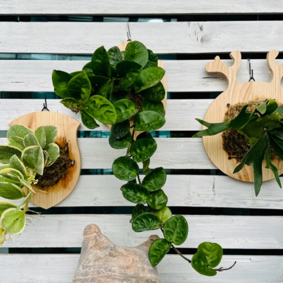 胖叁叁直播间 一物一拍 蔓绿绒 球兰